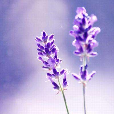 365平台官方版下载下载手机版截图